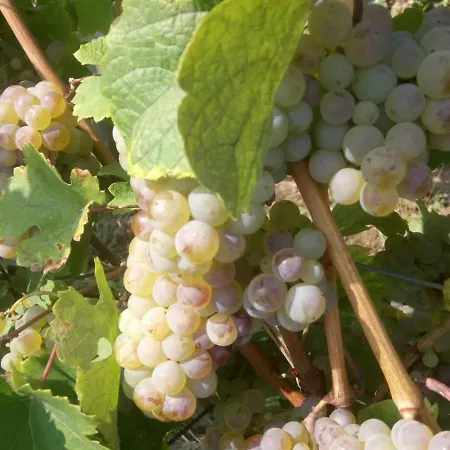 Prázdninový dům Le Mandle *