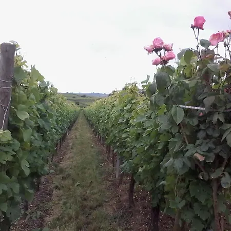 Le Mandle * Riquewihr